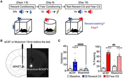 Dorsal Bed Nucleus of the Stria Terminalis-Subcortical Output Circuits Encode Positive Bias in Pavlovian Fear and Reward